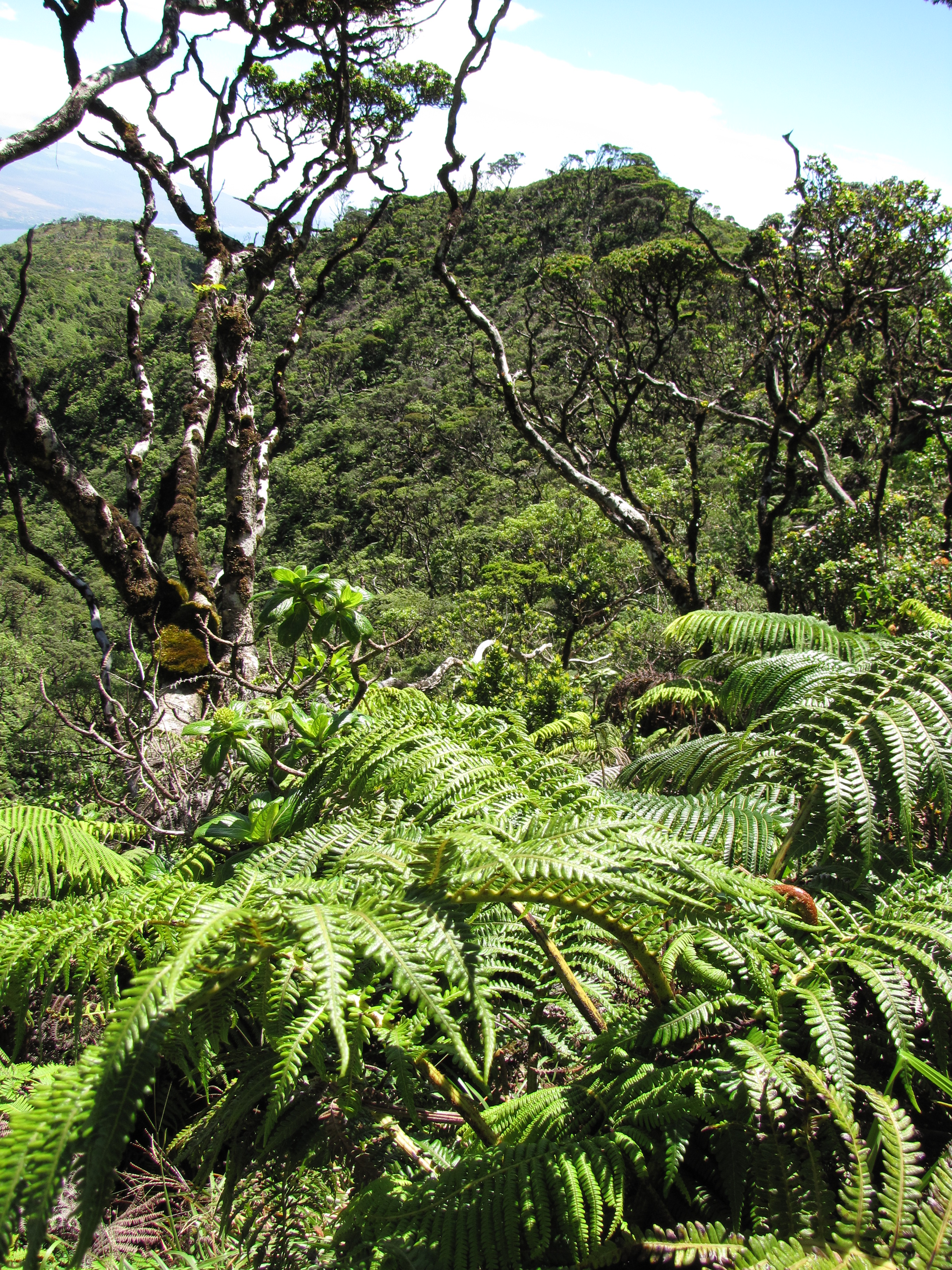 Ama'u (Sadleria pallida) habit at Hanaula, Maui — characteristic arching fern fronds