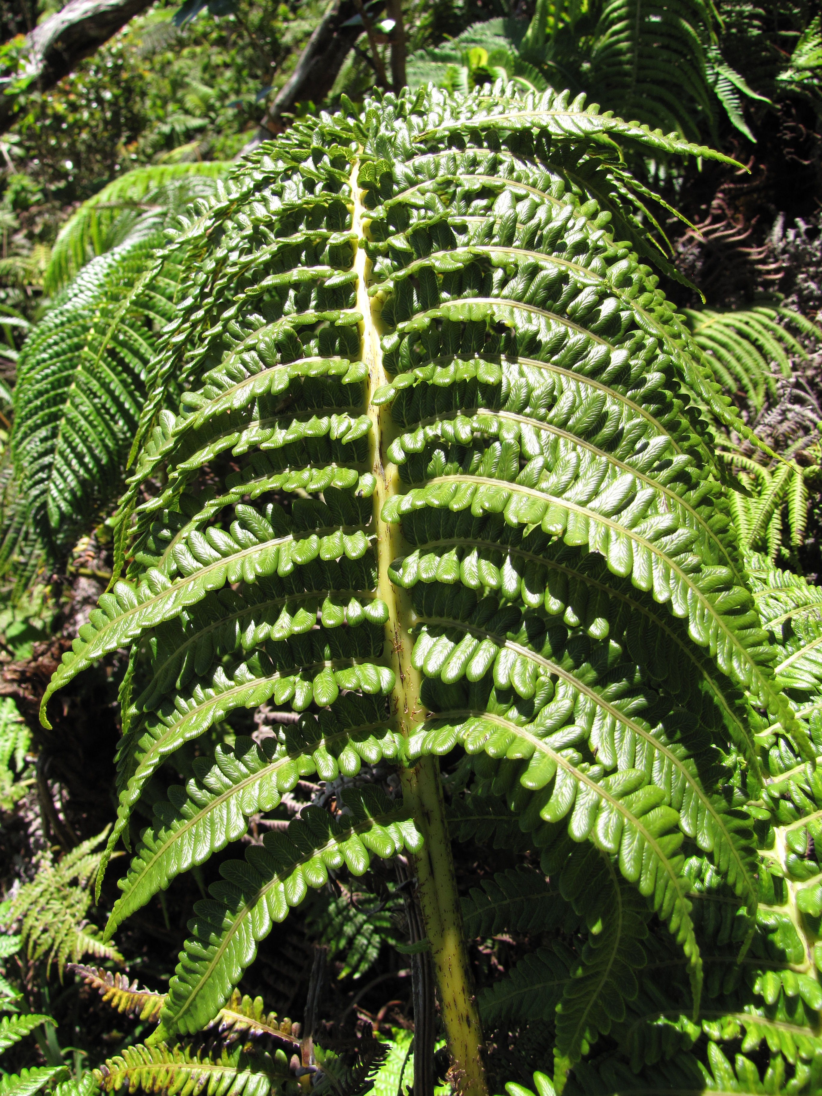 Ama'u (Sadleria pallida) frond detail showing characteristic texture and pinnae arrangement