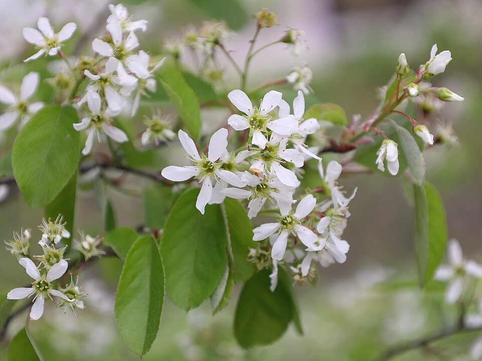 Running Serviceberry (Amelanchier stolonifera) flowers showing white petals and developing leaves