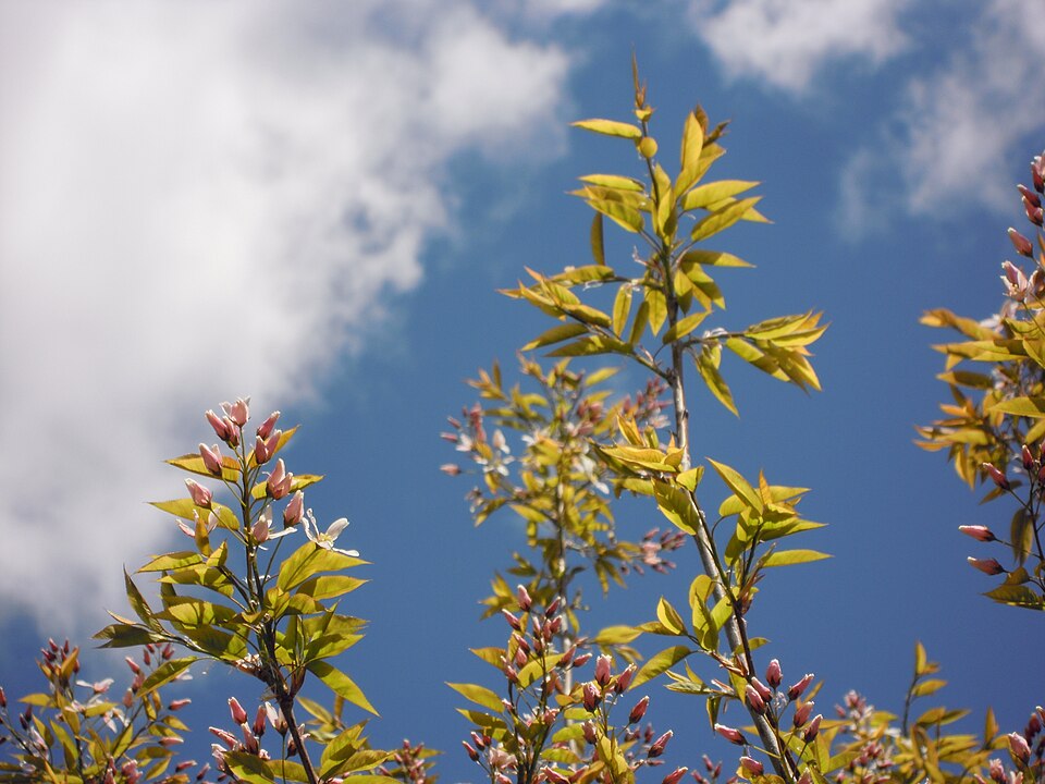 Apple Serviceberry (Amelanchier grandiflora) - PlantNative.org Apple Serviceberry (Amelanchier grandiflora) covered in white star-shaped flowers in spring