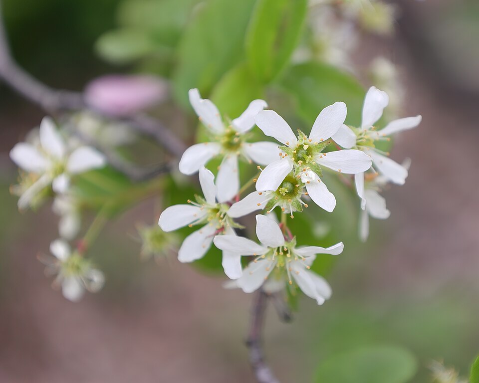 Running Serviceberry (Amelanchier stolonifera) in full spring bloom with white flowers