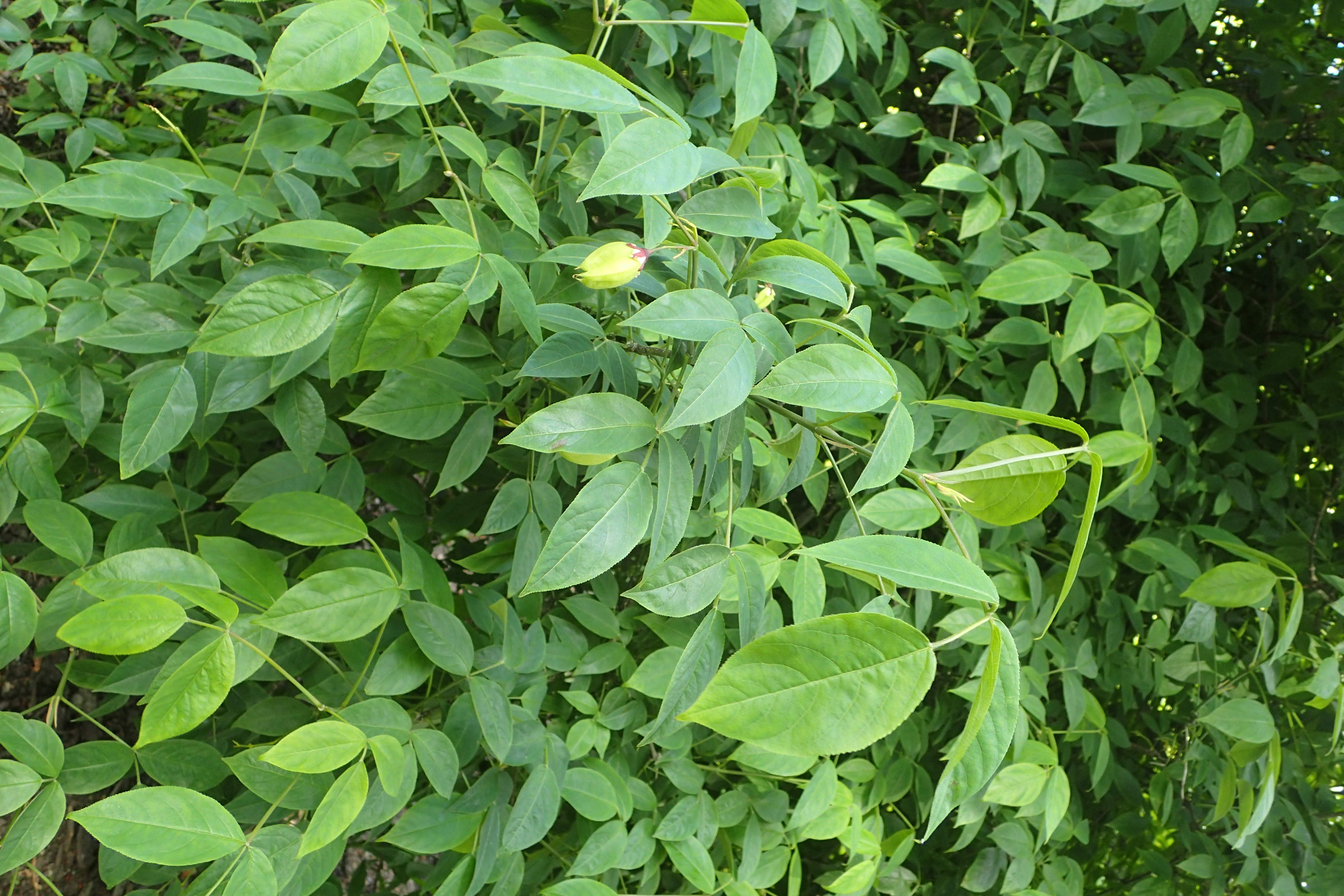 American Bladdernut (Staphylea trifolia) showing drooping clusters of white bell-shaped flowers in spring