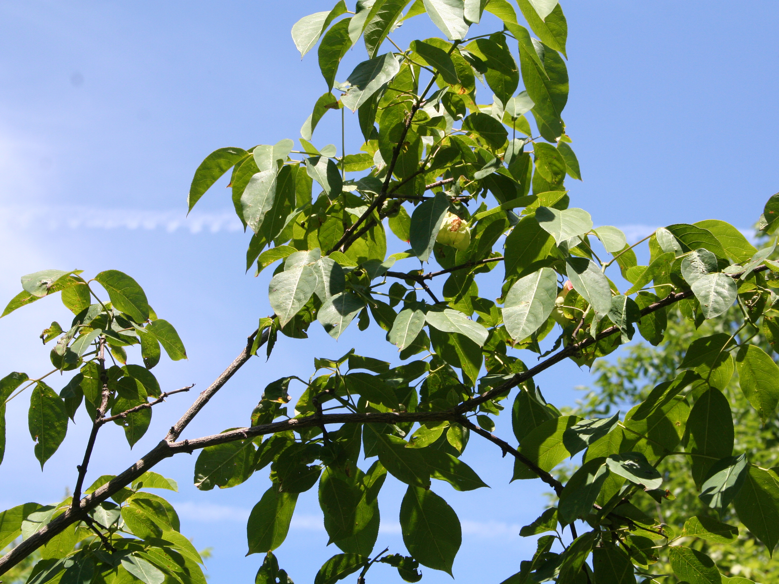 American Bladdernut Staphylea trifolia showing multi-stemmed shrub form and foliage