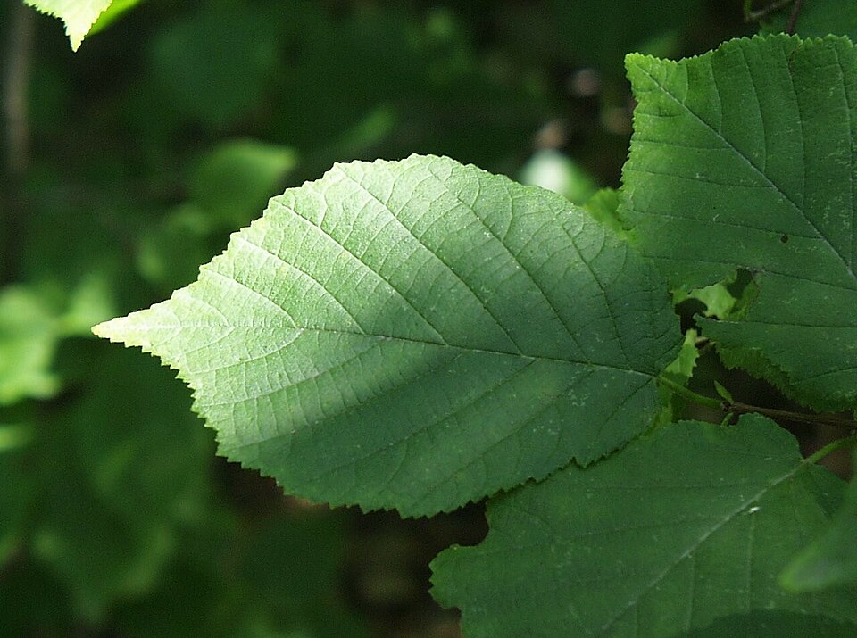 American Hazelnut (Corylus americana) - PlantNative.org American Hazelnut (Corylus americana) plant showing characteristic oval leaves and natural growth form in woodland habitat