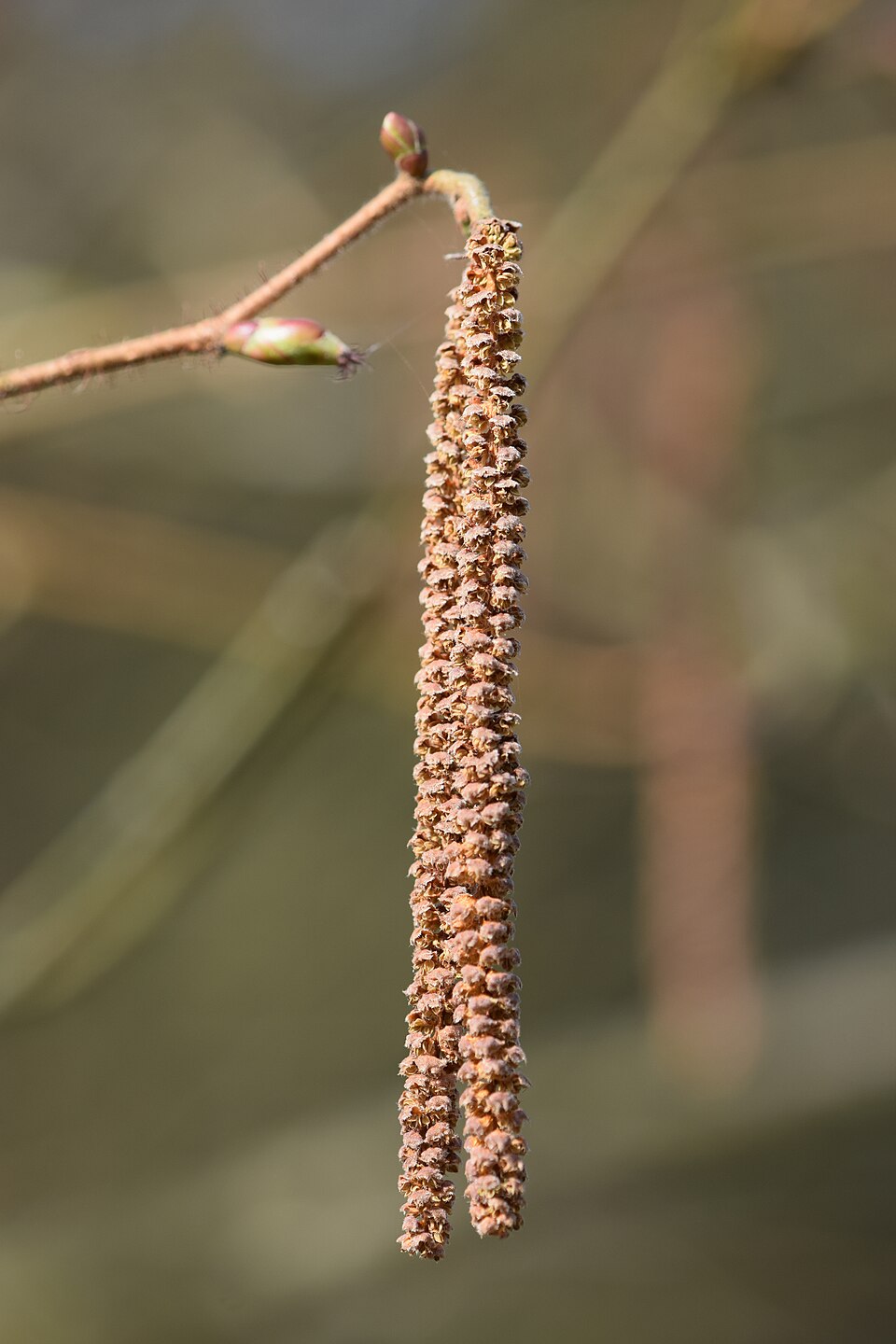 American Hazelnut (Corylus americana) - PlantNative.org American Hazelnut (Corylus americana) showing detailed view of characteristic oval leaves with prominent veining and serrated edges
