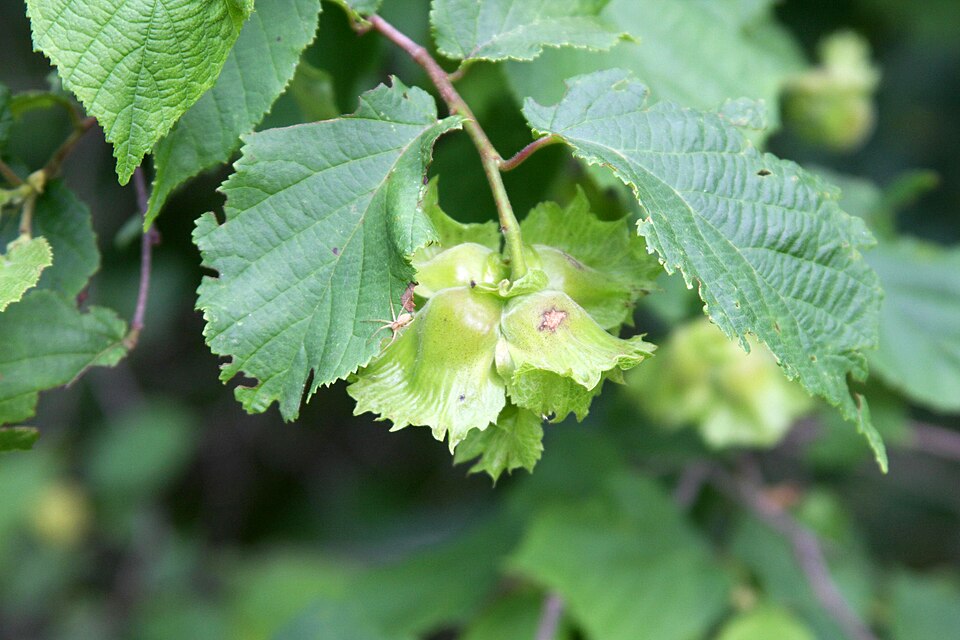 American Hazelnut (Corylus americana) - PlantNative.org American Hazelnut (Corylus americana) nuts showing characteristic papery husks and brown mature nuts ready for harvest