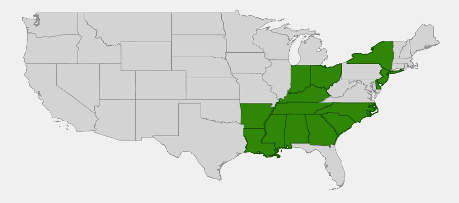 Native range map of American Holly (Ilex opaca)