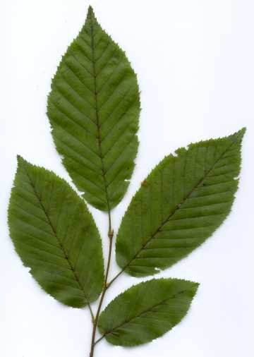 American Hornbeam (Carpinus caroliniana) - PlantNative.org American Hornbeam (Carpinus caroliniana) showing muscular fluted trunk and serrated leaves