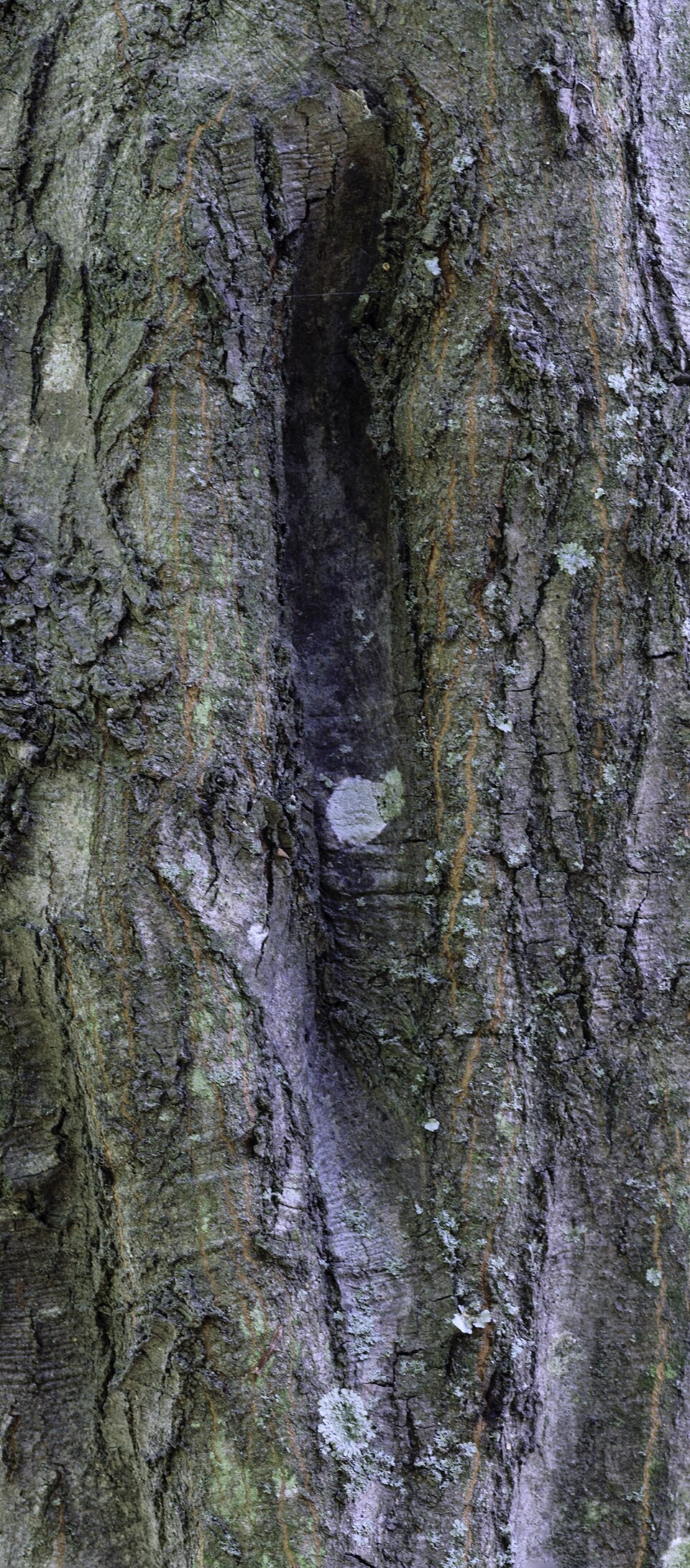 American Hornbeam (Carpinus caroliniana) - PlantNative.org American Hornbeam (Carpinus caroliniana) bark showing the characteristic smooth, fluted, muscular gray texture