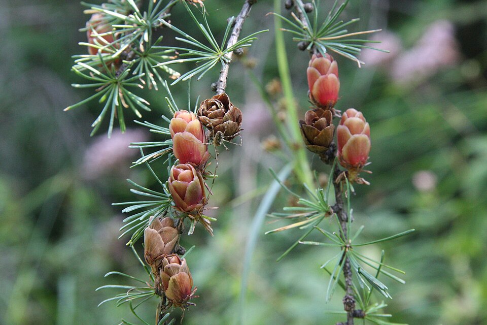 American Larch (Larix laricina) close-up of soft blue-green needles and small woody cones