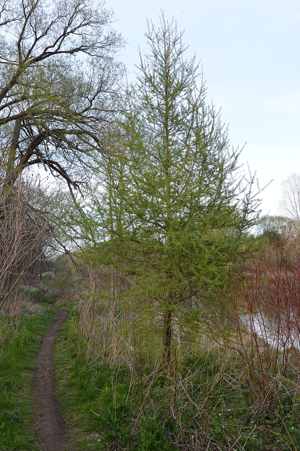 American Larch (Larix laricina) showing brilliant golden autumn foliage color