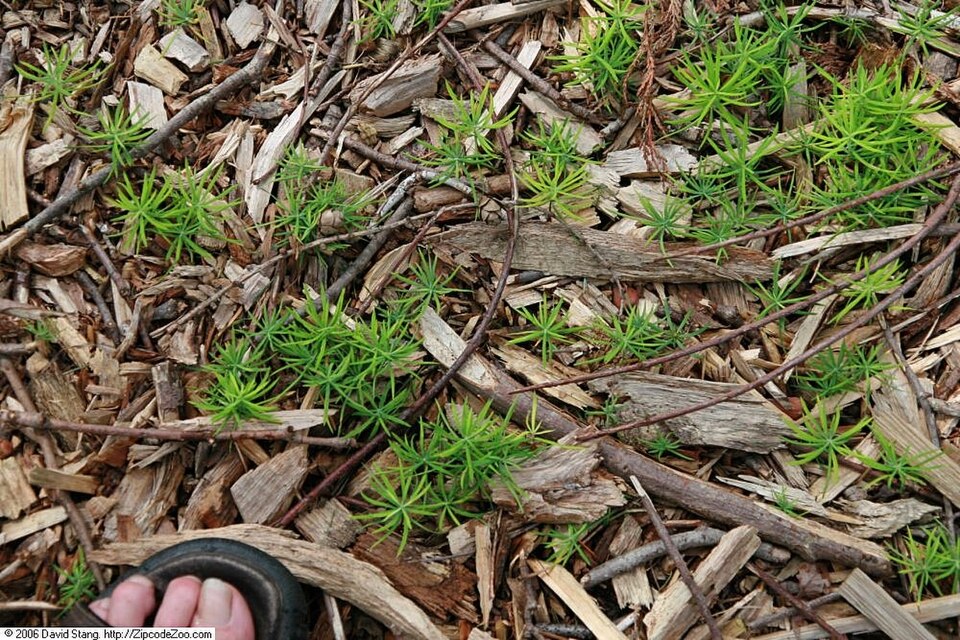 American Larch (Larix laricina) tall deciduous conifer with golden autumn needles in boreal forest