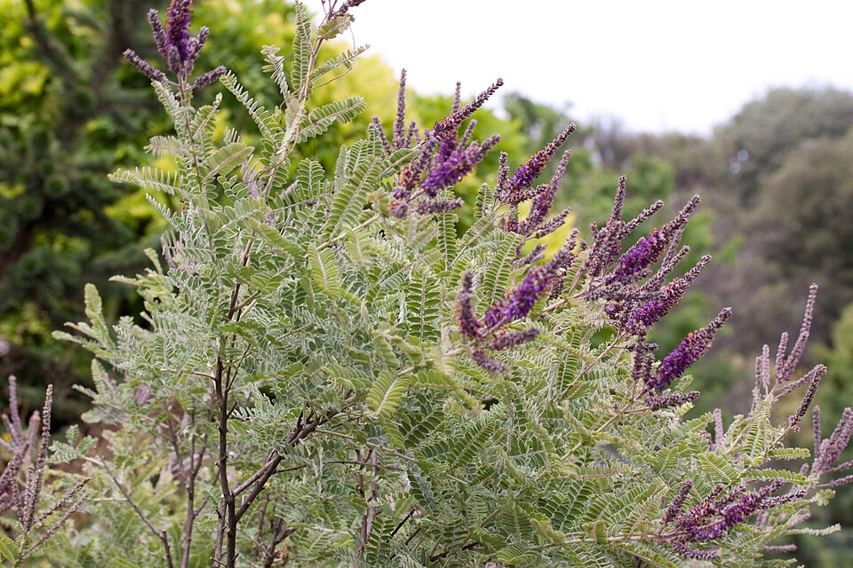Fragrant False Indigo (Amorpha nana) showing dense spikes of fragrant purple flowers with orange anthers