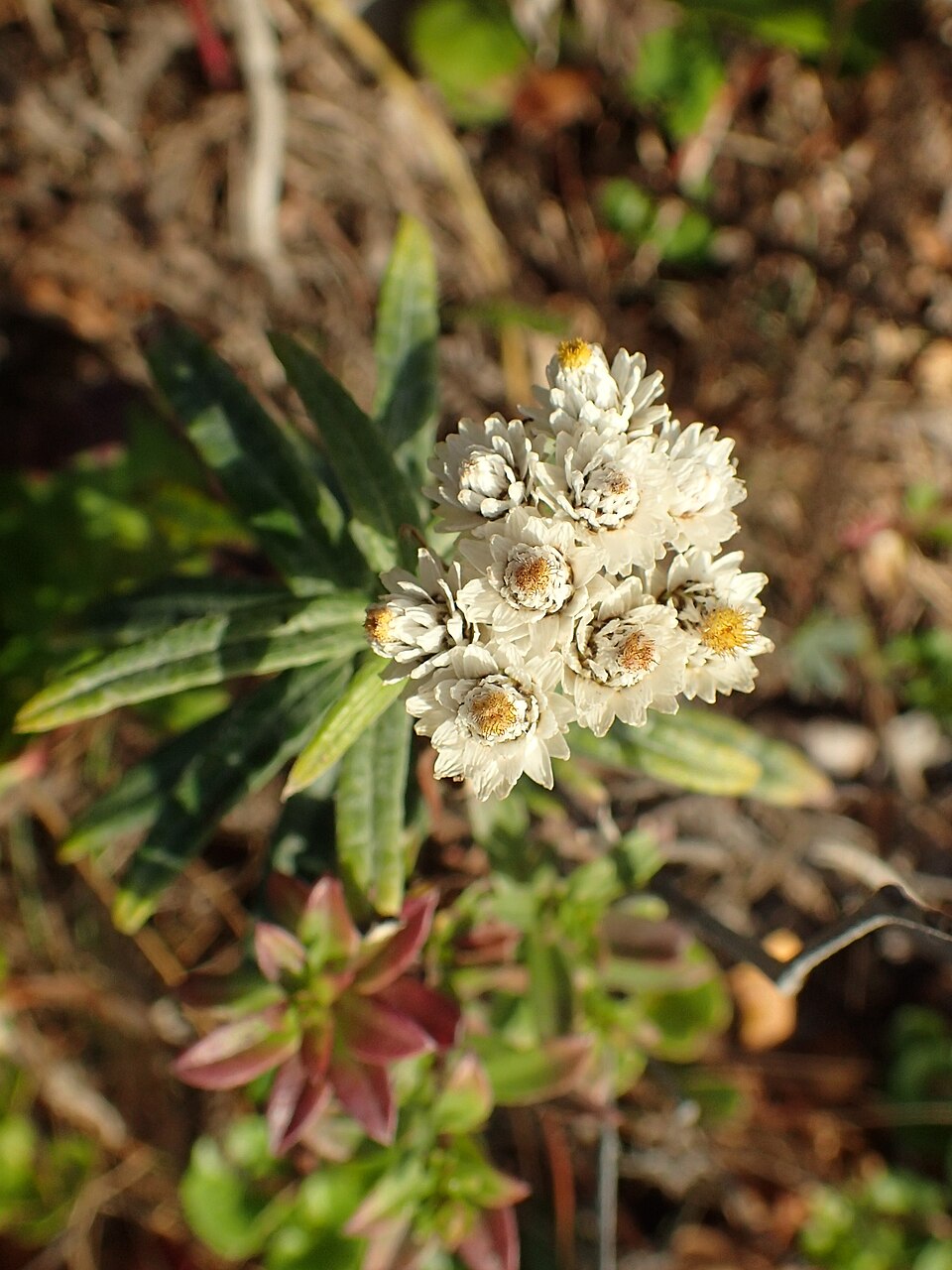 Pearlyeverlasting (Anaphalis margaritacea) showing clusters of white papery flowers with yellow centers