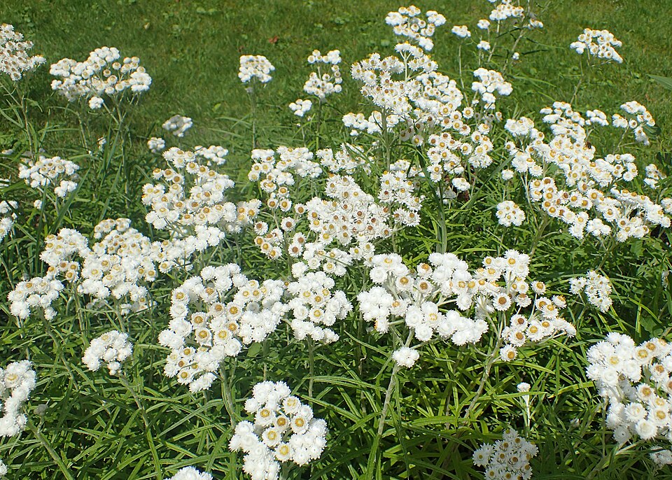 Pearlyeverlasting (Anaphalis margaritacea) close-up of white pearly flower heads showing papery bracts