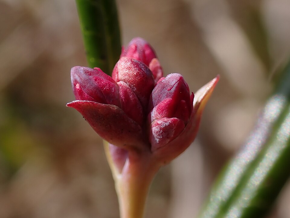 Bog Rosemary (Andromeda polifolia) - PlantNative.org Bog Rosemary (Andromeda polifolia) delicate pink urn-shaped flowers nodding from slender stems