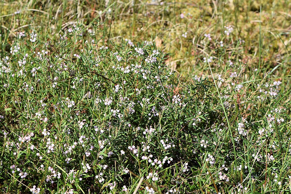 Bog Rosemary (Andromeda polifolia) - PlantNative.org Bog Rosemary (Andromeda polifolia) blue-green narrow leaves with white undersides and rolled margins