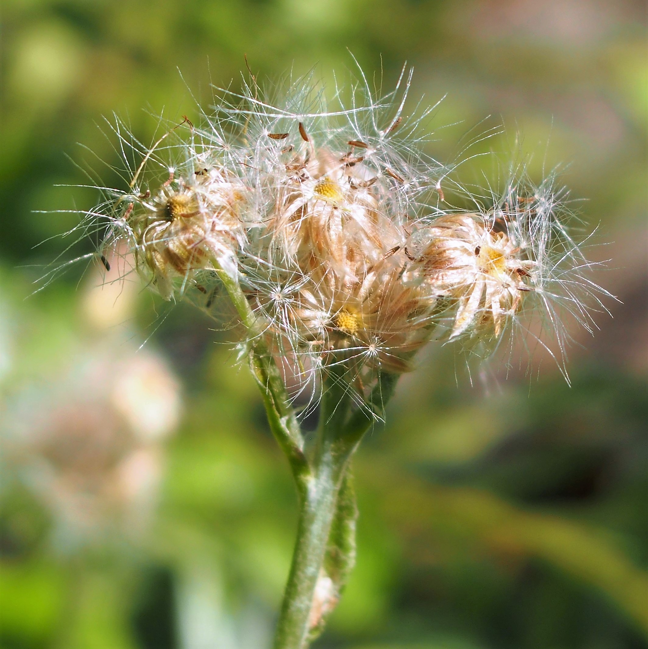 Pussy's Toes (Antennaria plantaginifolia) flower clusters showing small white fuzzy flower heads on woolly stems