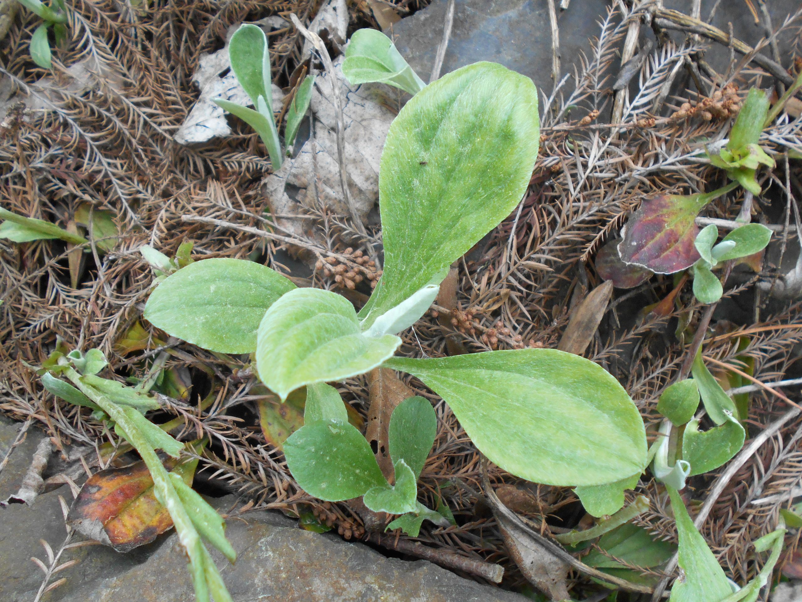 Pussy’s Toes (Antennaria plantaginifolia)