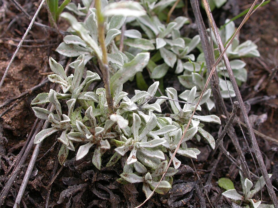 Little Pussytoes (Antennaria microphylla) showing fluffy white-pink flower heads in cluster