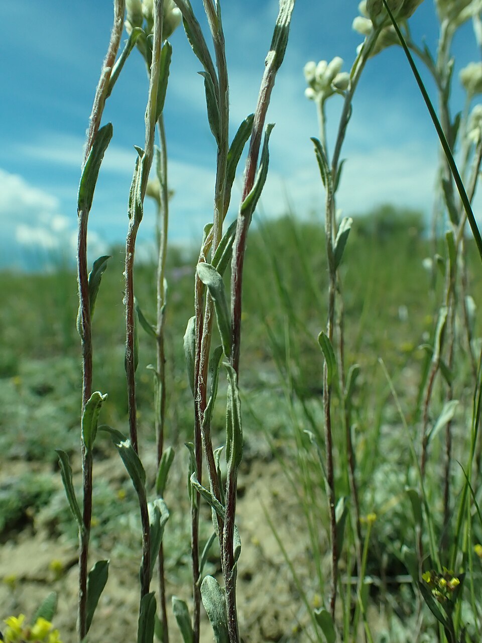 Little Pussytoes (Antennaria microphylla) close-up showing fluffy flower heads and silver-gray woolly leaves