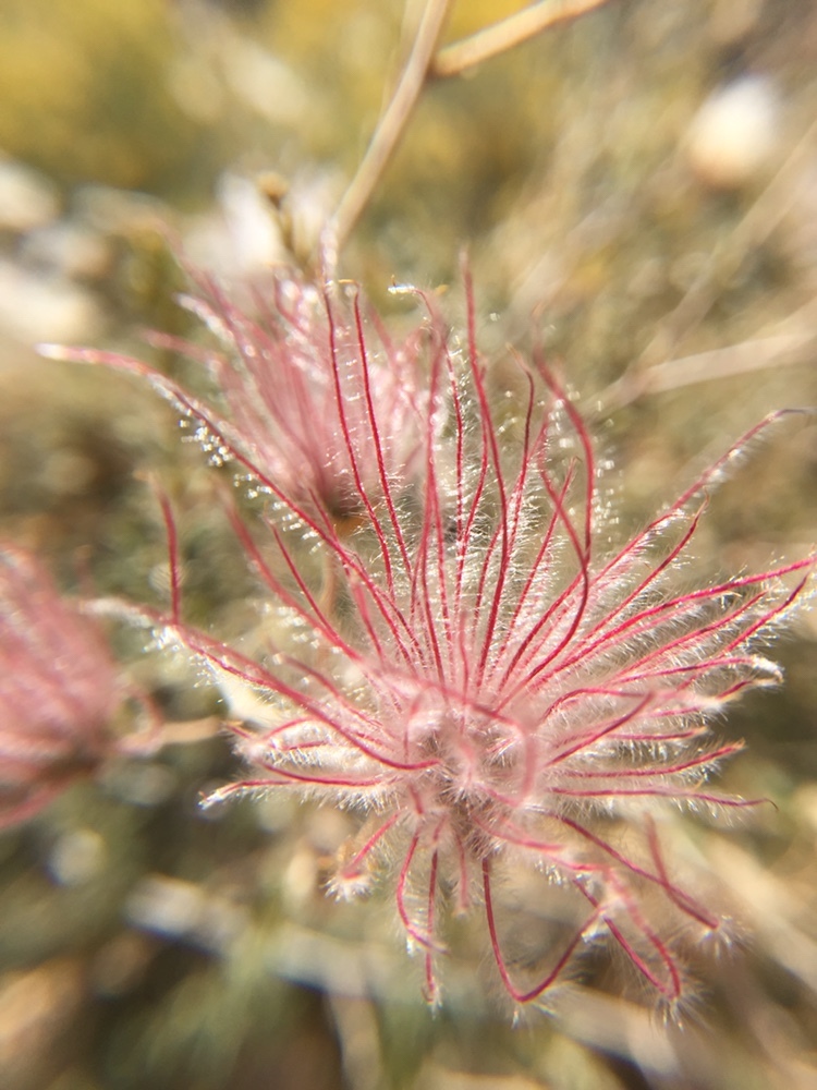 Apache Plume (Fallugia paradoxa) - PlantNative.org Apache Plume (Fallugia paradoxa) showing white rose-like flowers and feathery pink seed plumes
