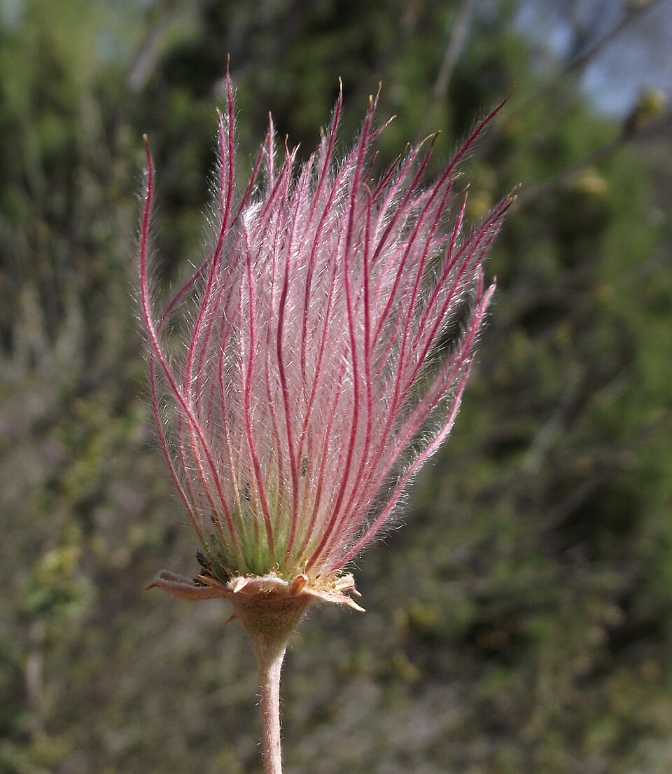 Apache Plume (Fallugia paradoxa) - PlantNative.org Apache Plume (Fallugia paradoxa) feathery pink-purple seed plumes