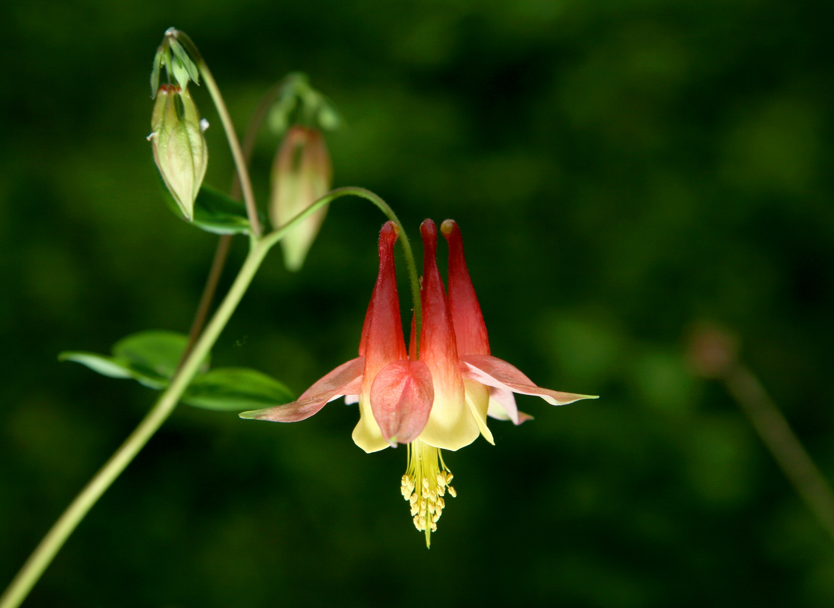 Western Columbine (Aquilegia formosa) showing distinctive red and yellow spurred flowers