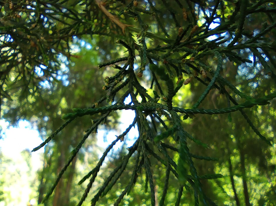 Arizona Cypress (Cupressus arizonica)