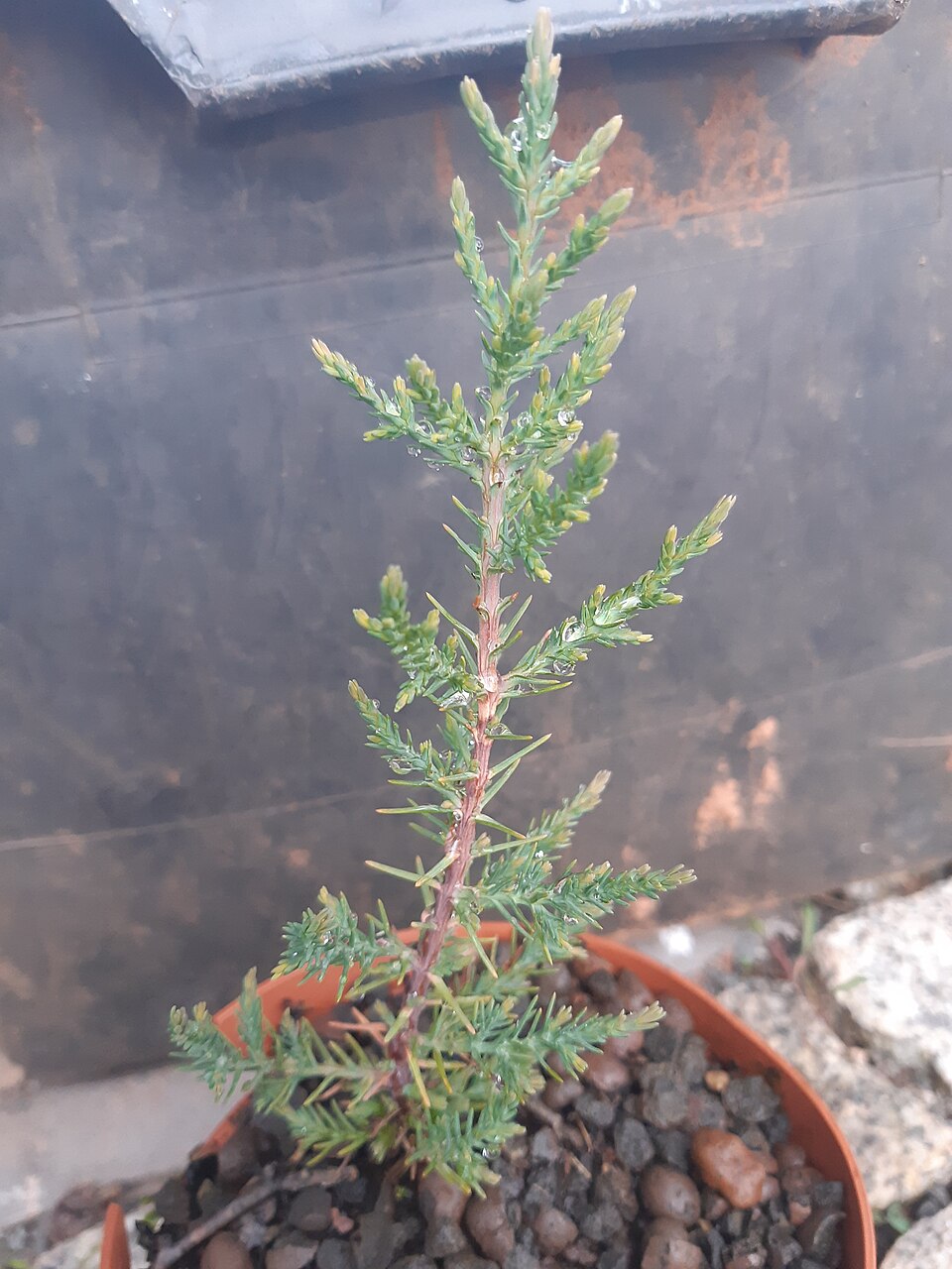 Arizona Cypress (Cupressus arizonica) in landscape