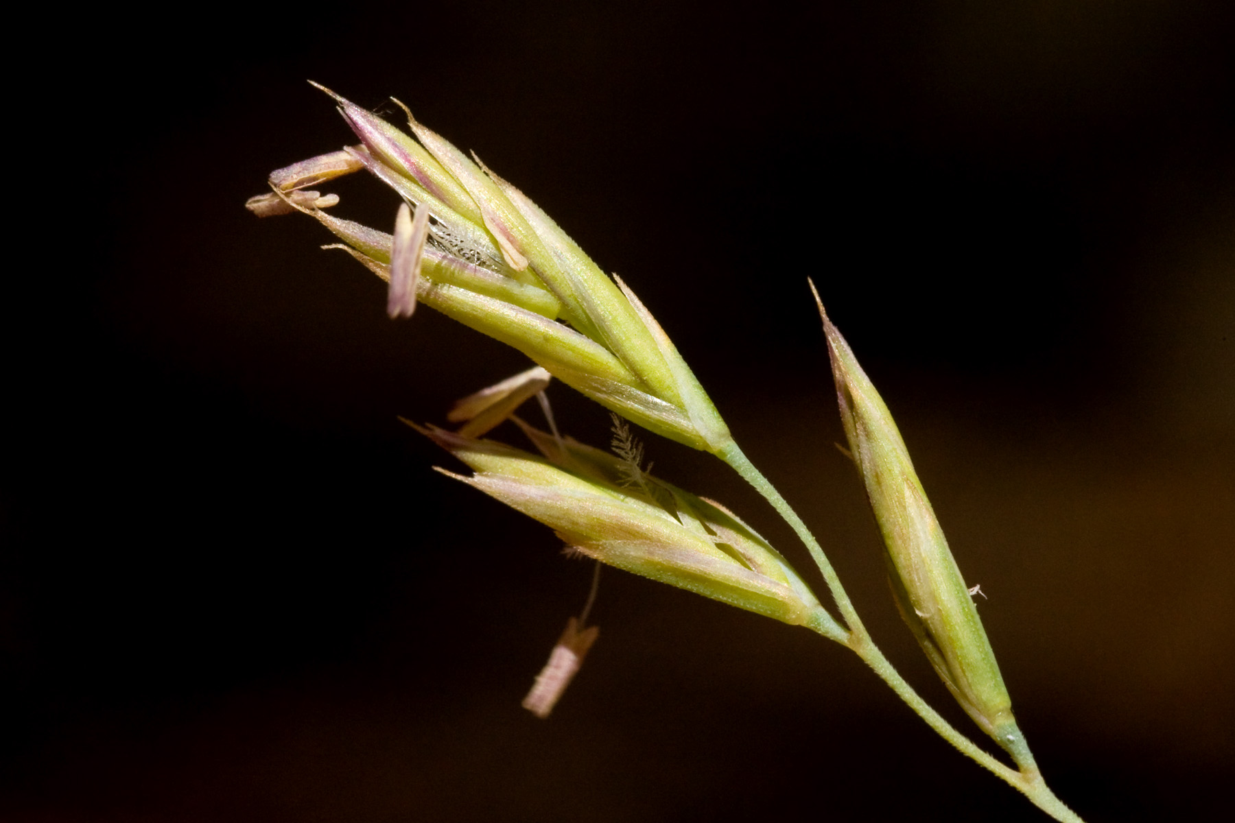 Arizona Fescue (Festuca arizonica) clump of fine-bladed grass growing in mountain meadow, Sierra County, New Mexico