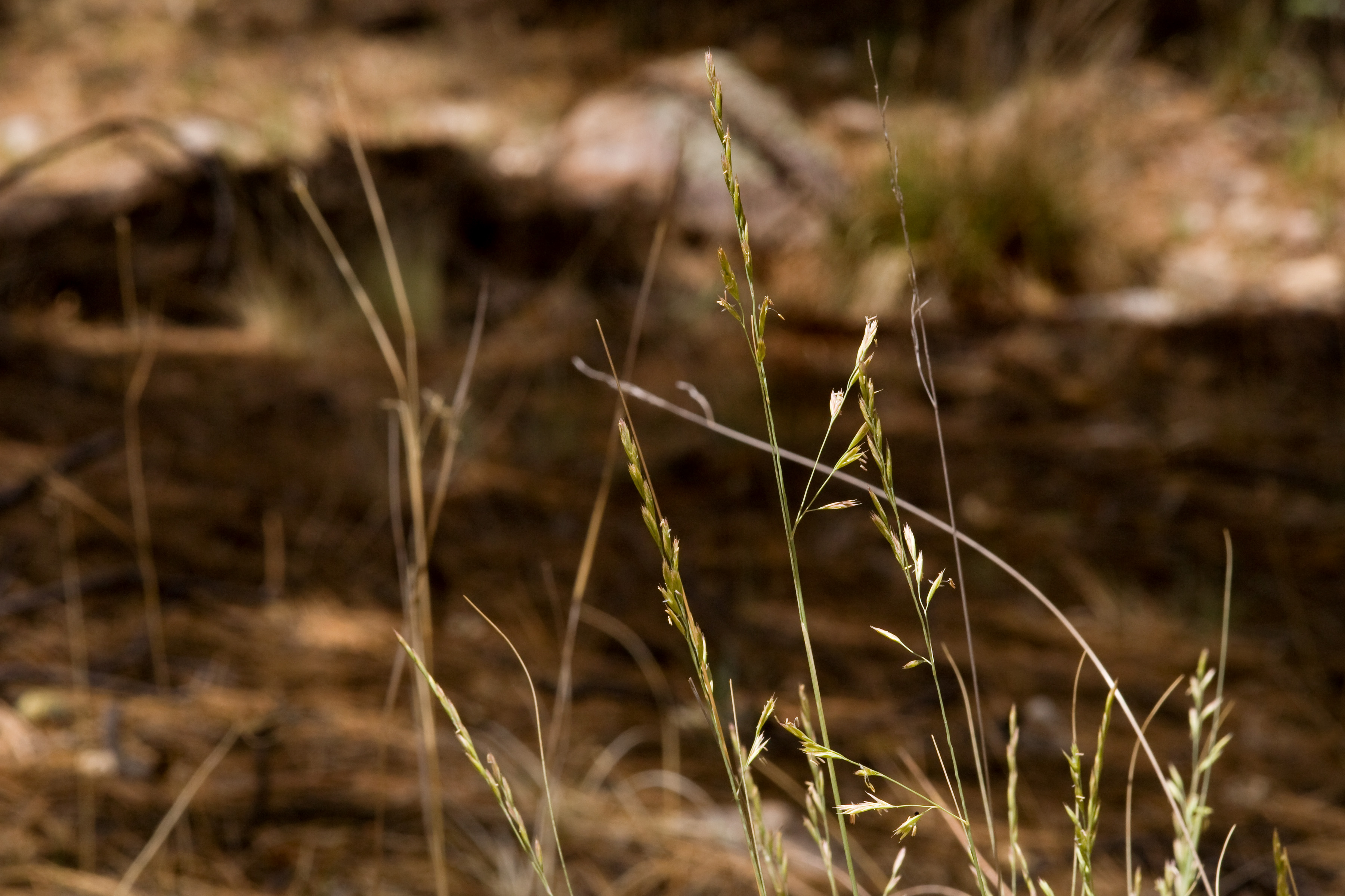 Arizona Fescue (Festuca arizonica) dense colony of bunchgrass clumps in Sawmill Canyon, Black Range, New Mexico