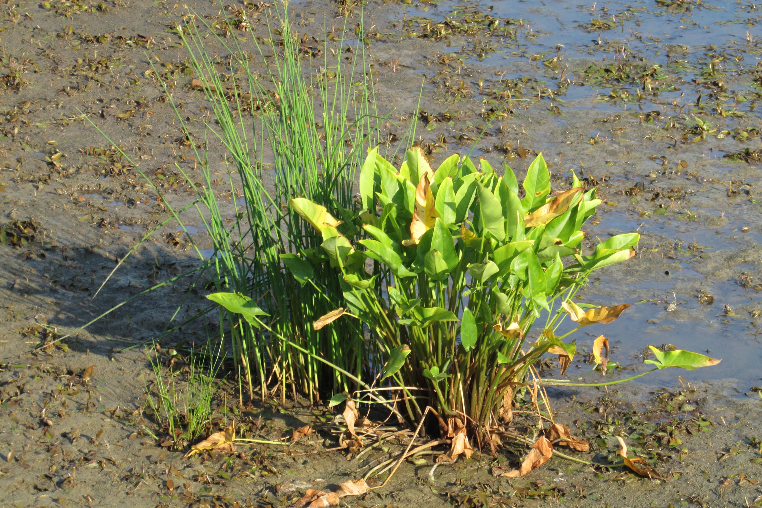 Arrow Alum (Peltandra virginica)