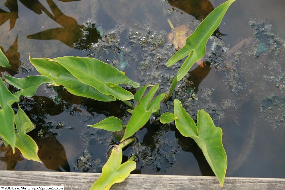 Arrow Alum (Peltandra virginica) - PlantNative.org Arrow Alum (Peltandra virginica) showing arrow-shaped leaves emerging from wetland