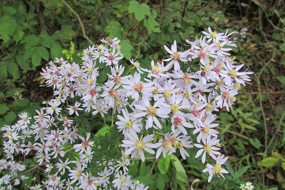 Arrow-leaved Aster (Aster sagittifolius) - PlantNative.org Arrow-leaved Aster (Aster sagittifolius) showing pale blue to lavender ray flowers in woodland setting