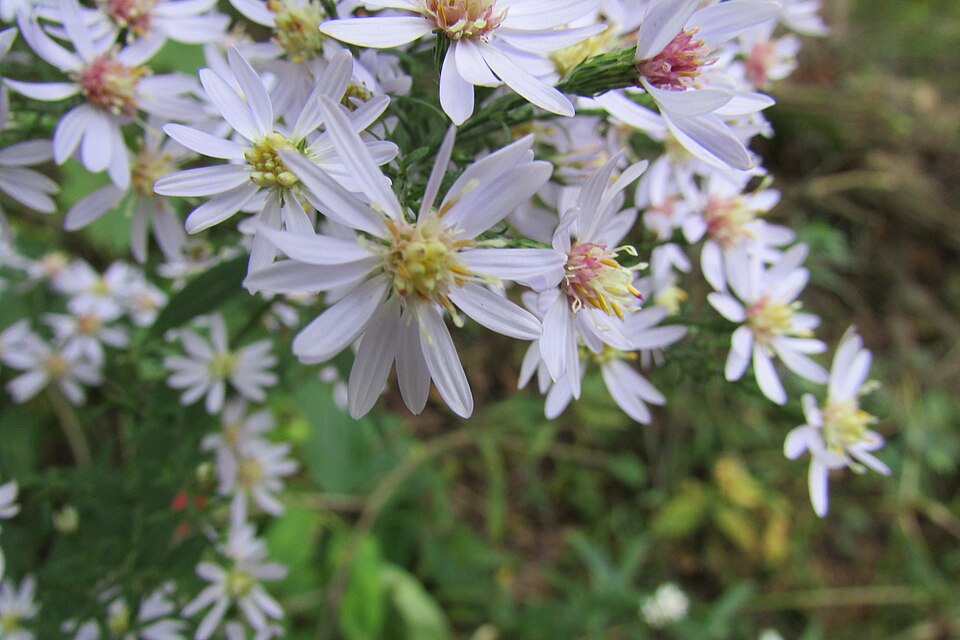 Arrow-leaved Aster (Aster sagittifolius) - PlantNative.org Arrow-leaved Aster (Aster sagittifolius) close-up showing ray florets and disc flowers