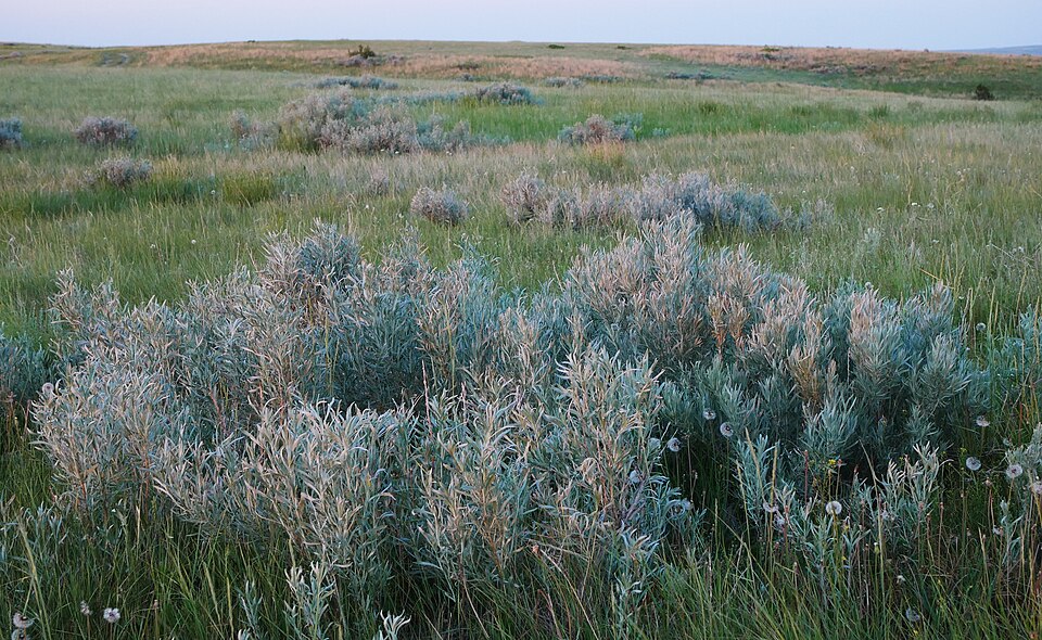 Silver Sagebrush (Artemisia cana) in northeastern Montana showing typical growth in sagebrush-steppe habitat