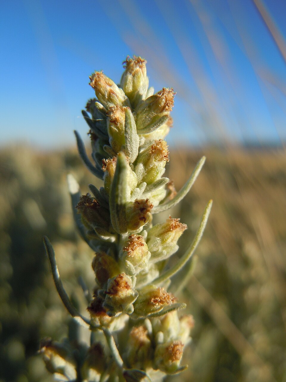 Silver Sagebrush (Artemisia cana) showing distinctive silver-gray aromatic foliage in its natural habitat