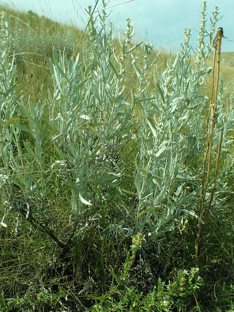 Silver Sagebrush (Artemisia cana) showing dense silvery aromatic foliage and branching structure