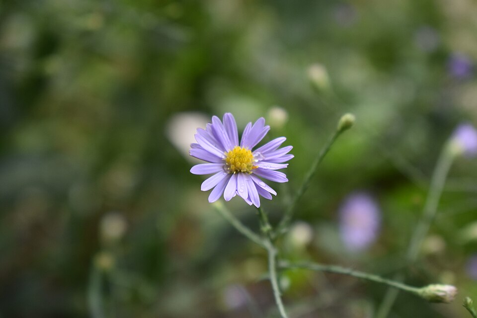 Smooth Aster (Aster laevis) flowers showing purple-blue ray petals with yellow centers in late summer bloom