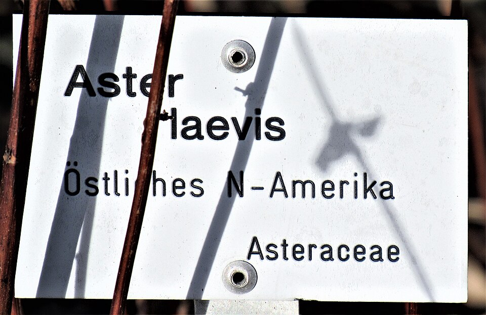 Smooth Aster (Aster laevis) showing overall plant structure with smooth, waxy leaves and branching flower clusters