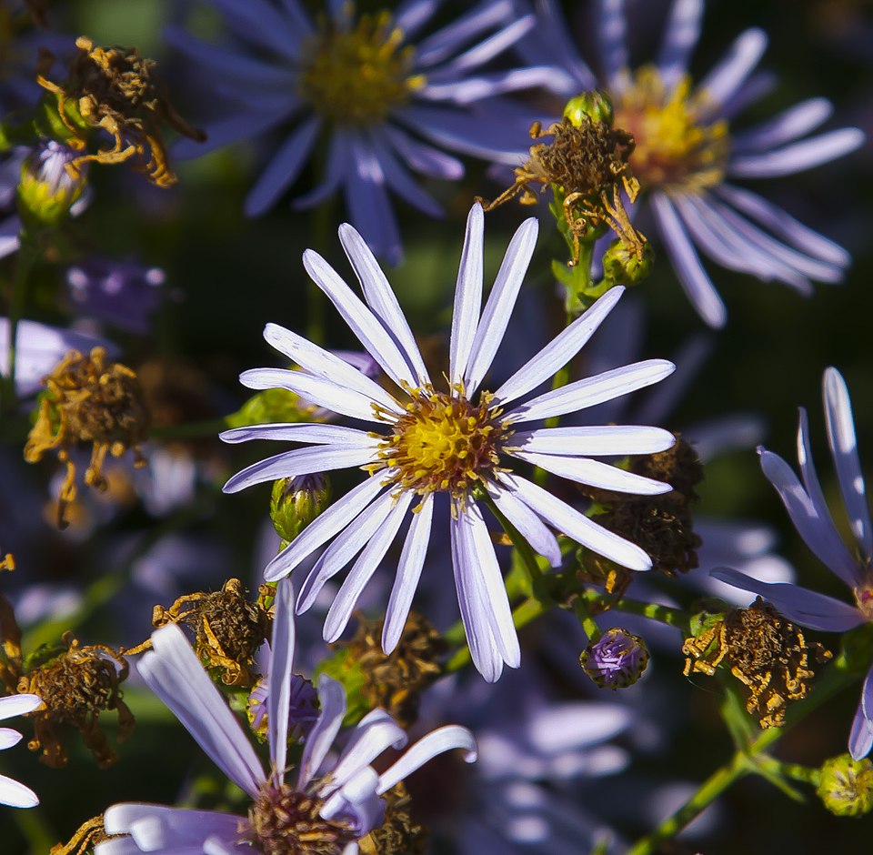 Smooth Aster (Aster laevis) flowering heads showing multiple purple-blue blooms in naturalized garden setting