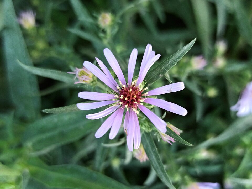 New York Aster (Aster novi-belgii) - PlantNative.org New York Aster (Symphyotrichum novi-belgii) close-up showing violet ray flowers and yellow disc center