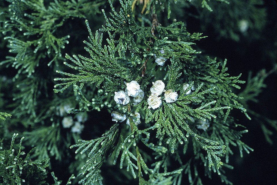 Atlantic White Cedar (Chamaecyparis thyoides) close-up of scale-like foliage showing green needles with white markings