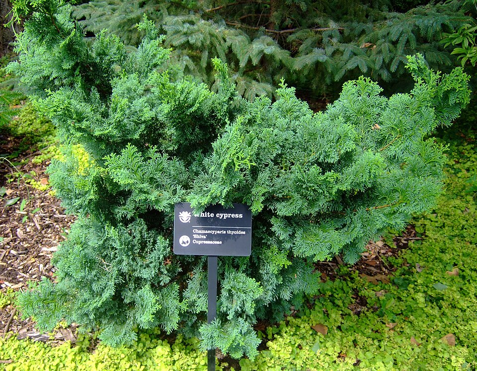 Atlantic White Cedar (Chamaecyparis thyoides) showing dense conical form with blue-green scale-like foliage