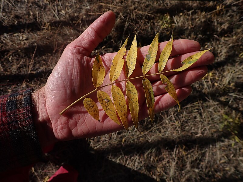 Arizona Walnut (Juglans major) - PlantNative.org Arizona Walnut (Juglans major) pinnately compound leaf