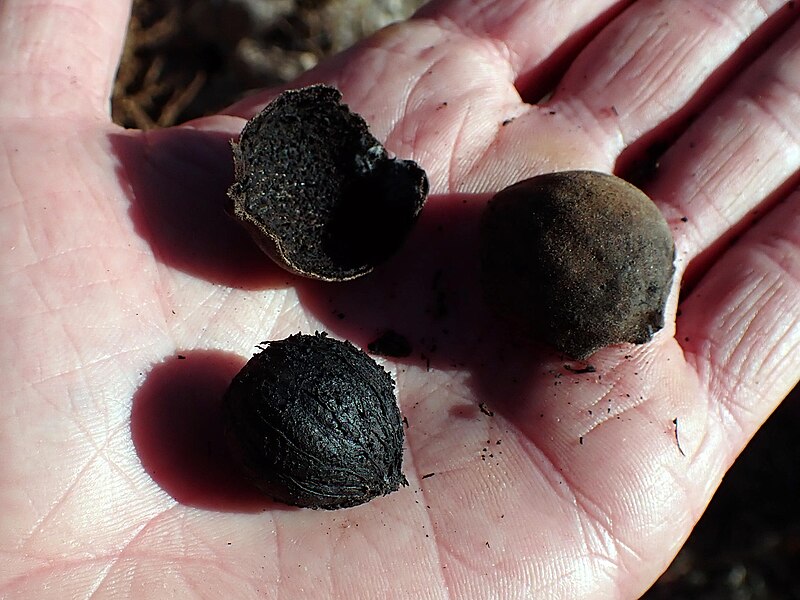 Arizona Walnut (Juglans major) - PlantNative.org Arizona Walnut (Juglans major) nuts and hulls showing the fruit structure