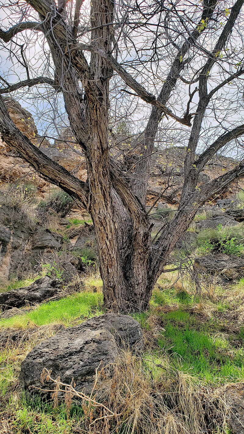 Arizona Walnut (Juglans major) - PlantNative.org Arizona Walnut tree in Coconino County showing typical tree form and canyon habitat