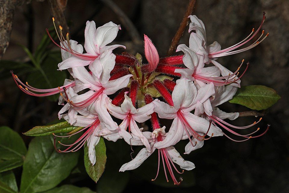 Pink Azalea (Rhododendron periclymenoides) displaying characteristic pink tubular flowers in spring bloom