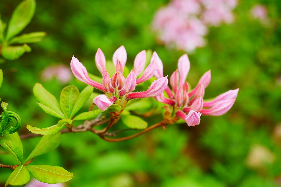 Pink Azalea (Rhododendron periclymenoides) showing flower buds and early spring blooms